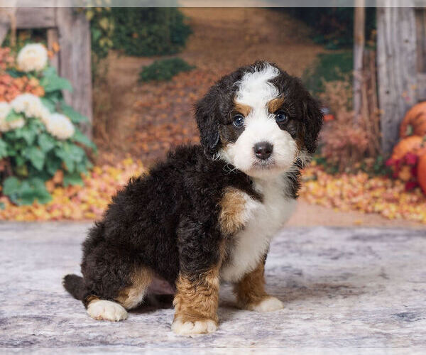 Medium Photo #3 Bernedoodle (Miniature) Puppy For Sale in DUNDEE, OH, USA