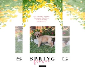 Golden Retriever Puppy for sale in SUGAR LAND, TX, USA