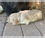 Small Photo #6 Golden Retriever Puppy For Sale in MCKINNEY, TX, USA