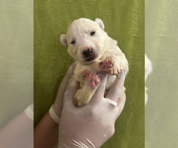 Medium Photo #2 German Shepherd Dog Puppy For Sale in Riverside, CA, USA