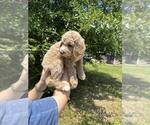 Small Photo #3 Goldendoodle Puppy For Sale in CONWAY, SC, USA