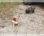 Small Photo #19 French Bulldog Puppy For Sale in N CHESTERFLD, VA, USA