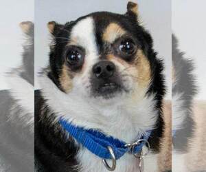 Chihuahua Dogs for adoption in Kennesaw, GA, USA