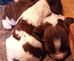 Small Photo #11 English Springer Spaniel Puppy For Sale in LEWISBERRY, PA, USA