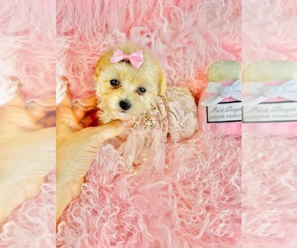 Medium Photo #8 Poodle (Toy) Puppy For Sale in TAMPA, FL, USA