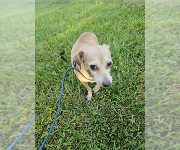 Medium Photo #1 Chihuahua-Unknown Mix Puppy For Sale in Cranston, RI, USA