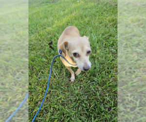 Chihuahua-Unknown Mix Dogs for adoption in Cranston, RI, USA