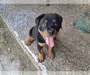 Rottweiler Puppy for sale in LAKELAND, FL, USA
