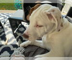 Small #23 Bullboxer Pit