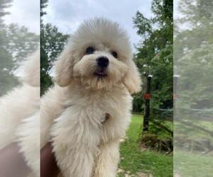 Goldendoodle (Miniature) Puppy for sale in HAMPTON, GA, USA
