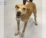 Small #1 Labrador Retriever Mix