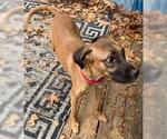Small Black Mouth Cur-Labrador Retriever Mix