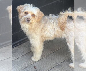 CAMMIE - Female Poovanese Dog for Adoption - Photo #4