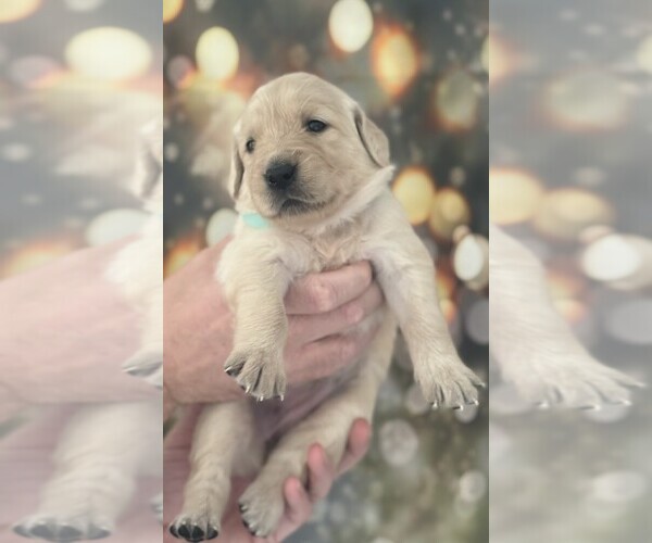 Medium Photo #1 Golden Retriever Puppy For Sale in WIMAUMA, FL, USA