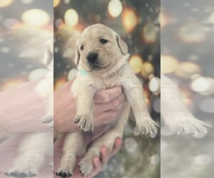 Golden Retriever Puppy for Sale in WIMAUMA, Florida USA