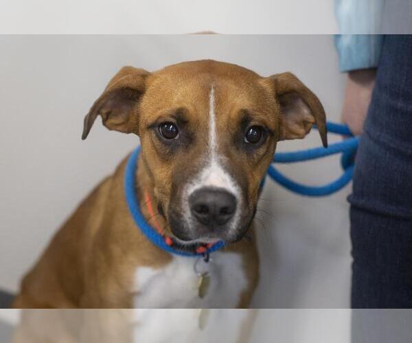 Medium Photo #1 Black Mouth Cur-Boxer Mix Puppy For Sale in Mountain Home, AR, USA