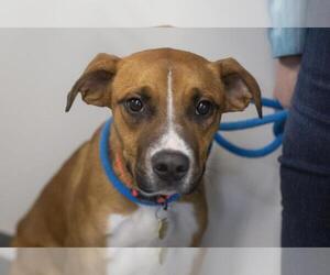 Black Mouth Cur-Boxer Mix Dogs for adoption in Mountain Home, AR, USA