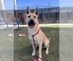 German Shepherd Dog-Unknown Mix Dogs for adoption in Elk Grove, CA, USA