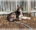 Small #6 Border Collie