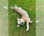 Small #1 Boxer Mix