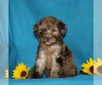 Small Photo #1 Poodle (Miniature) Puppy For Sale in CHRISTIANA, PA, USA