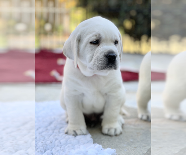 Medium Photo #5 Labrador Retriever Puppy For Sale in GLENDALE, CA, USA