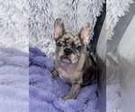Small #5 French Bulldog