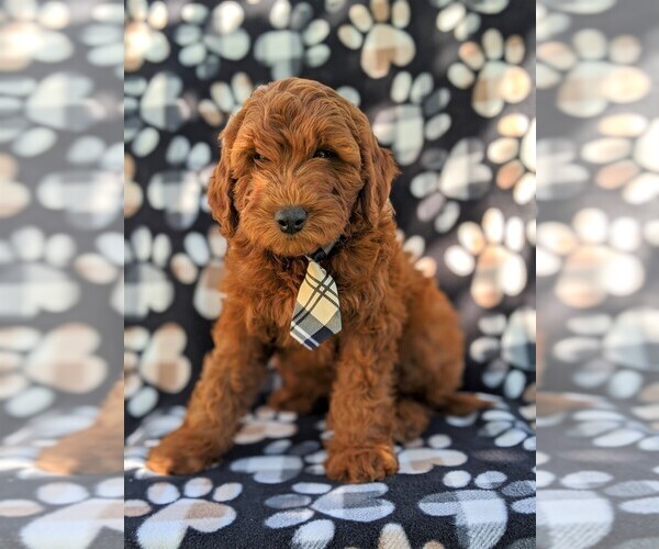 Medium Photo #1 Irish Doodle Puppy For Sale in PEACH BOTTOM, PA, USA