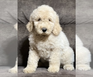Goldendoodle Puppy for sale in MARYVILLE, MO, USA