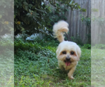 Small #3 Lhasa Apso Mix