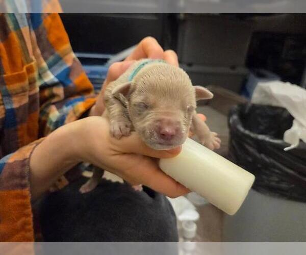 Medium Photo #1 Mutt Puppy For Sale in Martinez, CA, USA