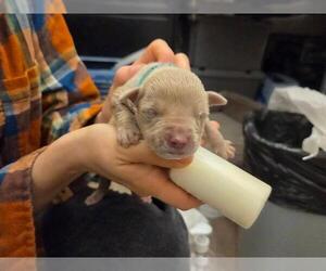 Mutt Dogs for adoption in Martinez, CA, USA