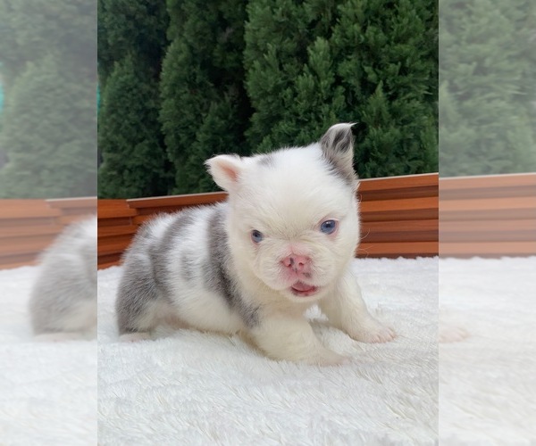 Medium Photo #6 French Bulldog Puppy For Sale in SAN DIEGO, CA, USA