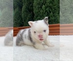 Small #5 French Bulldog