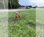 Small #4 American Pit Bull Terrier-Labrador Retriever Mix
