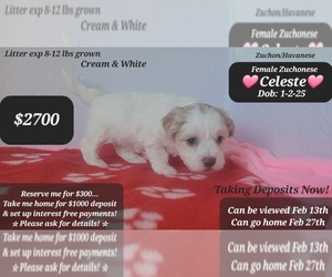Havanese-Zuchon Mix Puppy for sale in TUCSON, AZ, USA