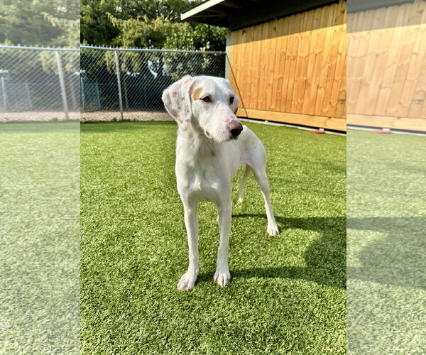 Medium Photo #3 Mutt Puppy For Sale in Hilton Head, SC, USA