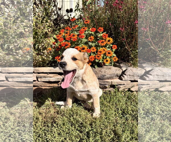 Medium Photo #1 Mutt Puppy For Sale in Garden City, NY, USA