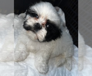 Shih Tzu Puppy for sale in TYLER, TX, USA
