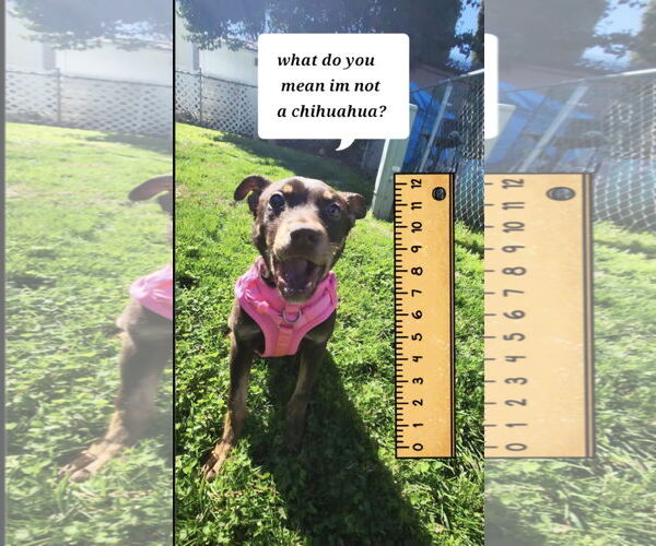 Medium Photo #4 Mutt Puppy For Sale in Yuba City, CA, USA