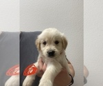Small Photo #2 Golden Retriever Puppy For Sale in TOWNER, CO, USA