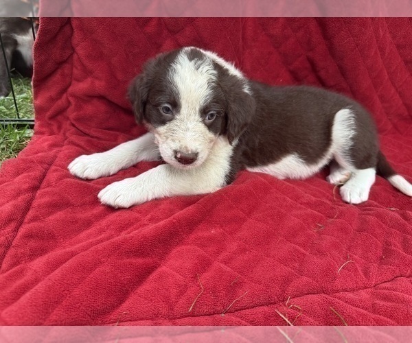 Medium Photo #5 Borador Puppy For Sale in MARION, VA, USA