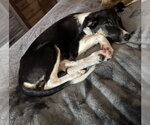 Small #2 Australian Shepherd Mix