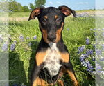 Small #2 Doberman Pinscher Mix