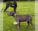 Small #9 Cane Corso