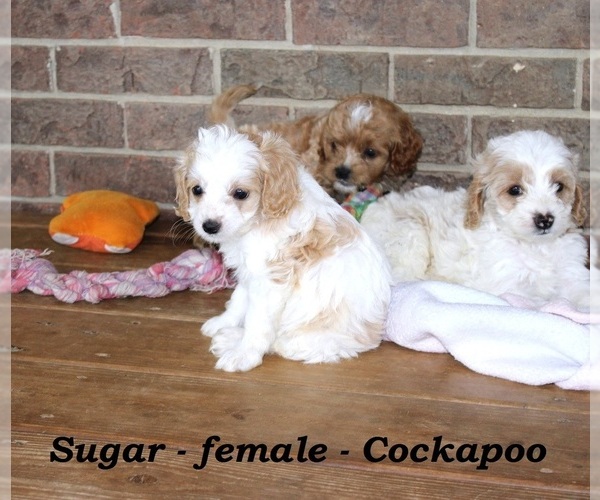 Medium Photo #4 Cock-A-Poo Puppy For Sale in CLARKRANGE, TN, USA