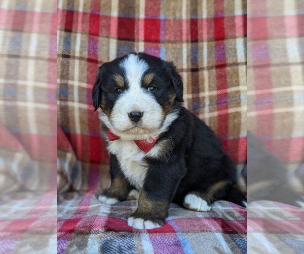 Medium Photo #1 Bernese Mountain Dog Puppy For Sale in DELTA, PA, USA