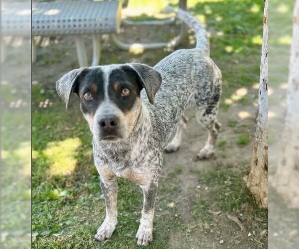 Medium Photo #2 Australian Cattle Dog-Unknown Mix Puppy For Sale in Riverside, CA, USA