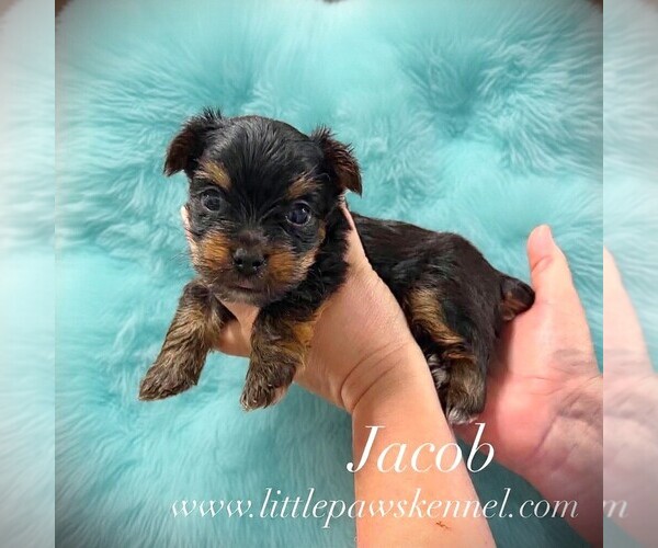 Medium Photo #1 Yorkshire Terrier Puppy For Sale in WINNSBORO, LA, USA
