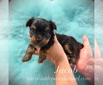 Small Yorkshire Terrier